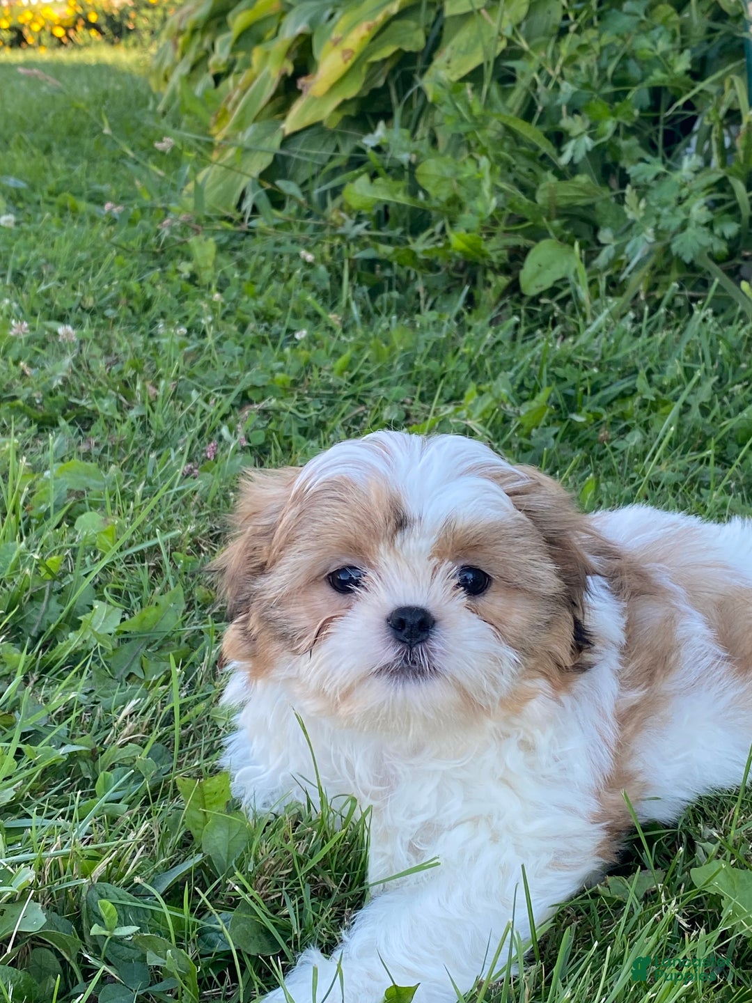 Shih Tzu dogs for sale: Steve - Ad 4
