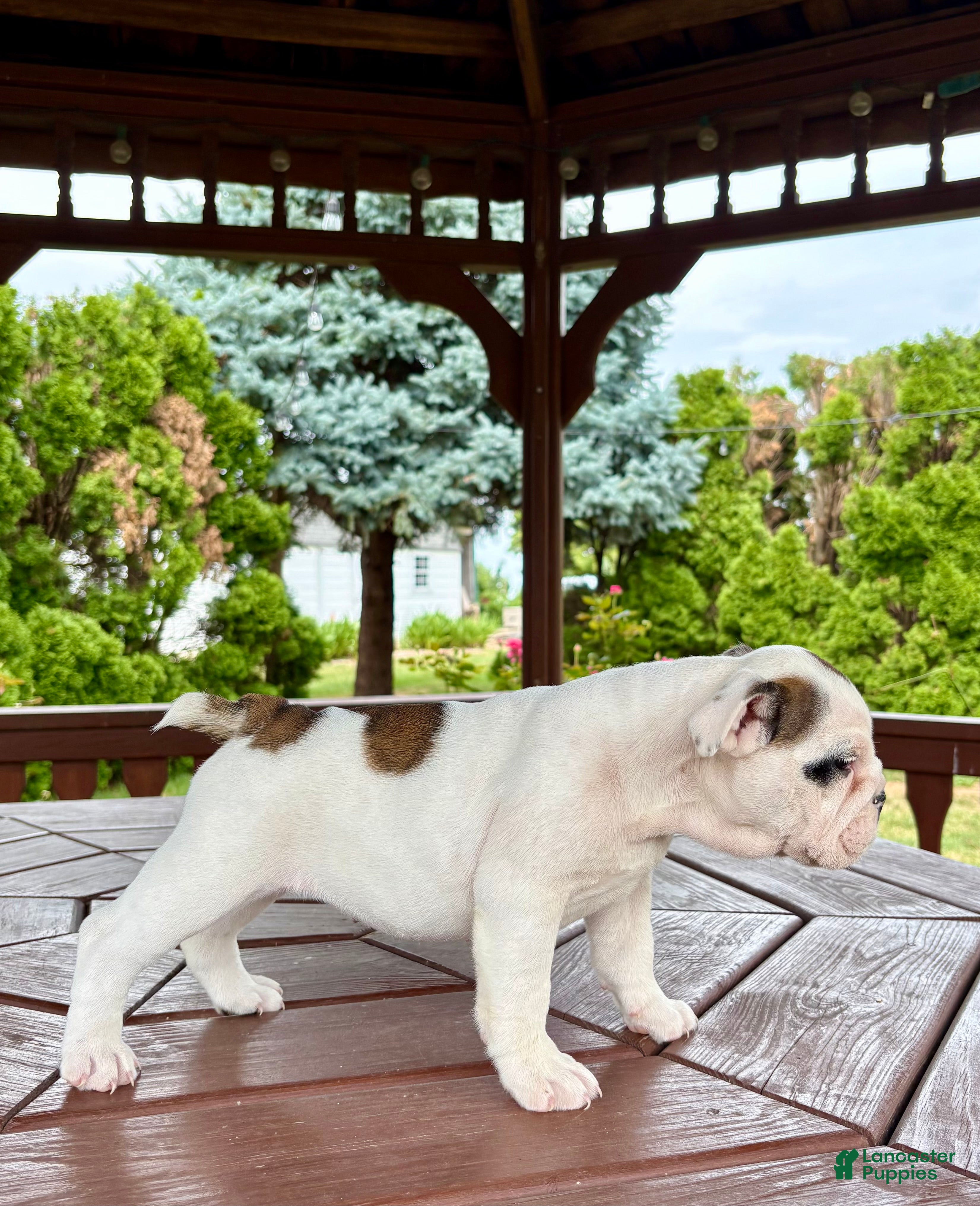 English Bulldog dogs Scarlet - Ad 2