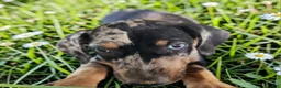 Catahoula Leopard Dog dogs for sale: Bug 2026 Female 1 - Ad 7