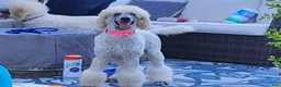 Standard Poodle dogs for sale: Standard Poodle 3 - Ad 4