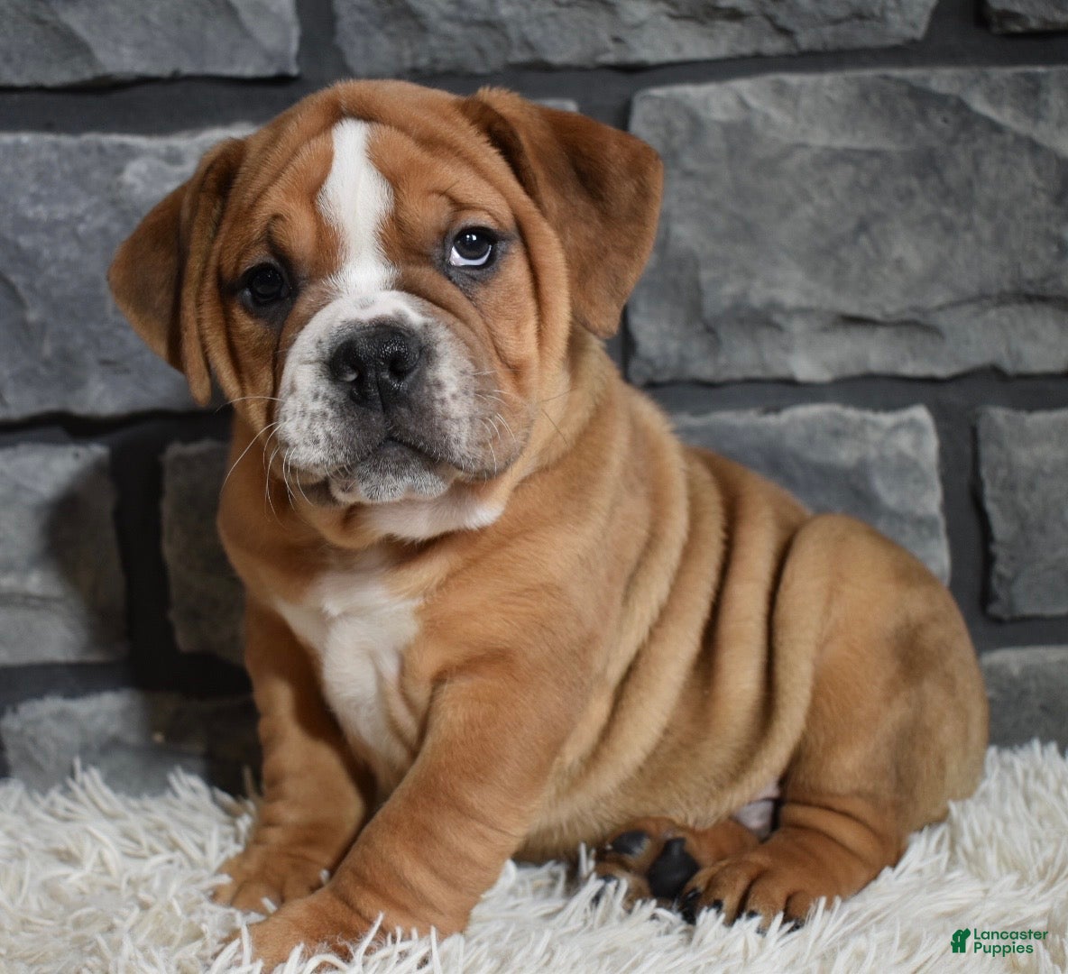 Beabull dogs Tank  - Ad 1