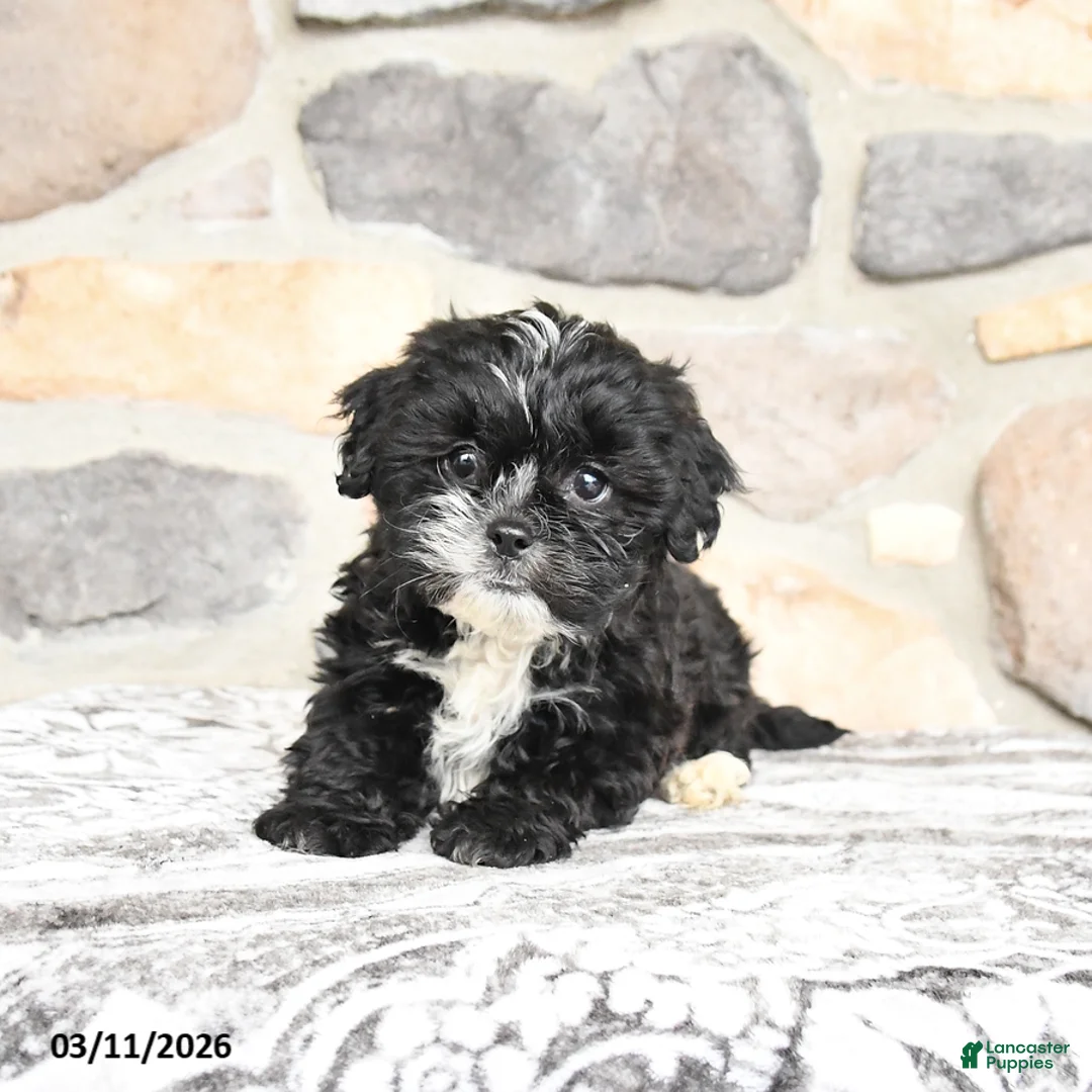 Teddy Bear dogs for sale: Tessa - Ad 1