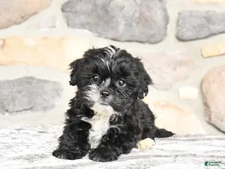 Teddy Bear dogs for sale: Tessa - Ad 4