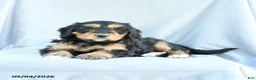 Mini Bernedoodle dogs for sale: Marigold - Ad 4