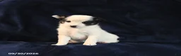 Mixed Breed dogs for sale: Sosha - Ad 3