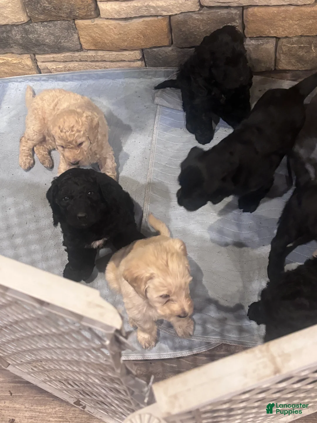 Labradoodle dogs for sale: Labradoodle Puppy 6 - Ad 7