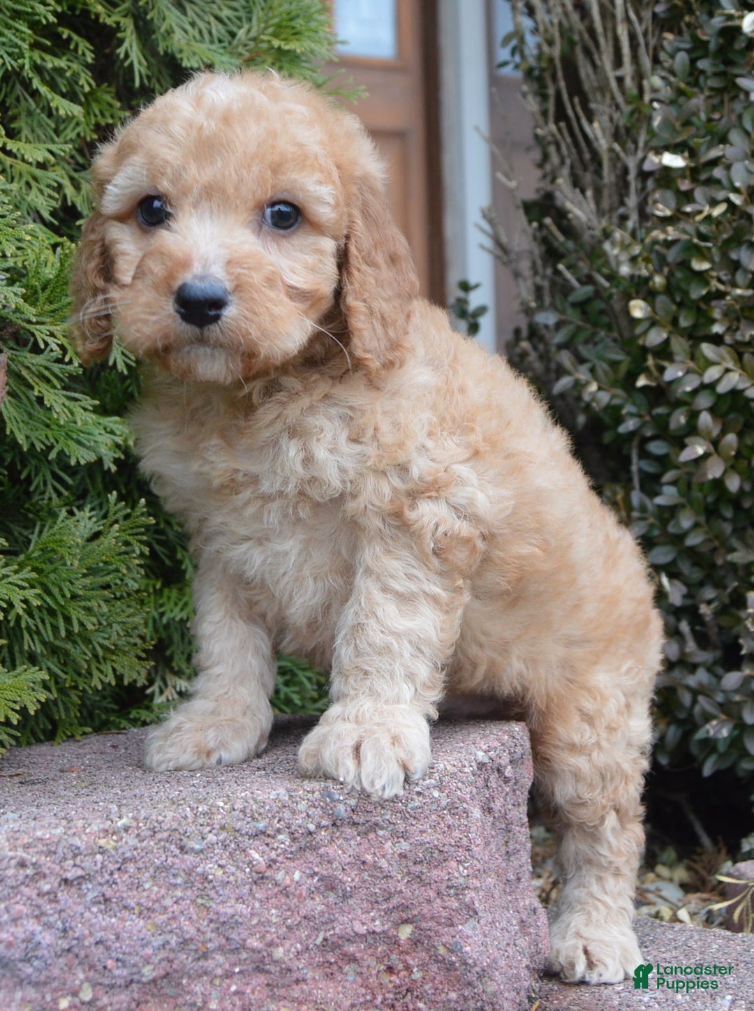 Irish Doodle dogs for sale: Mini Izzy - Ad 8