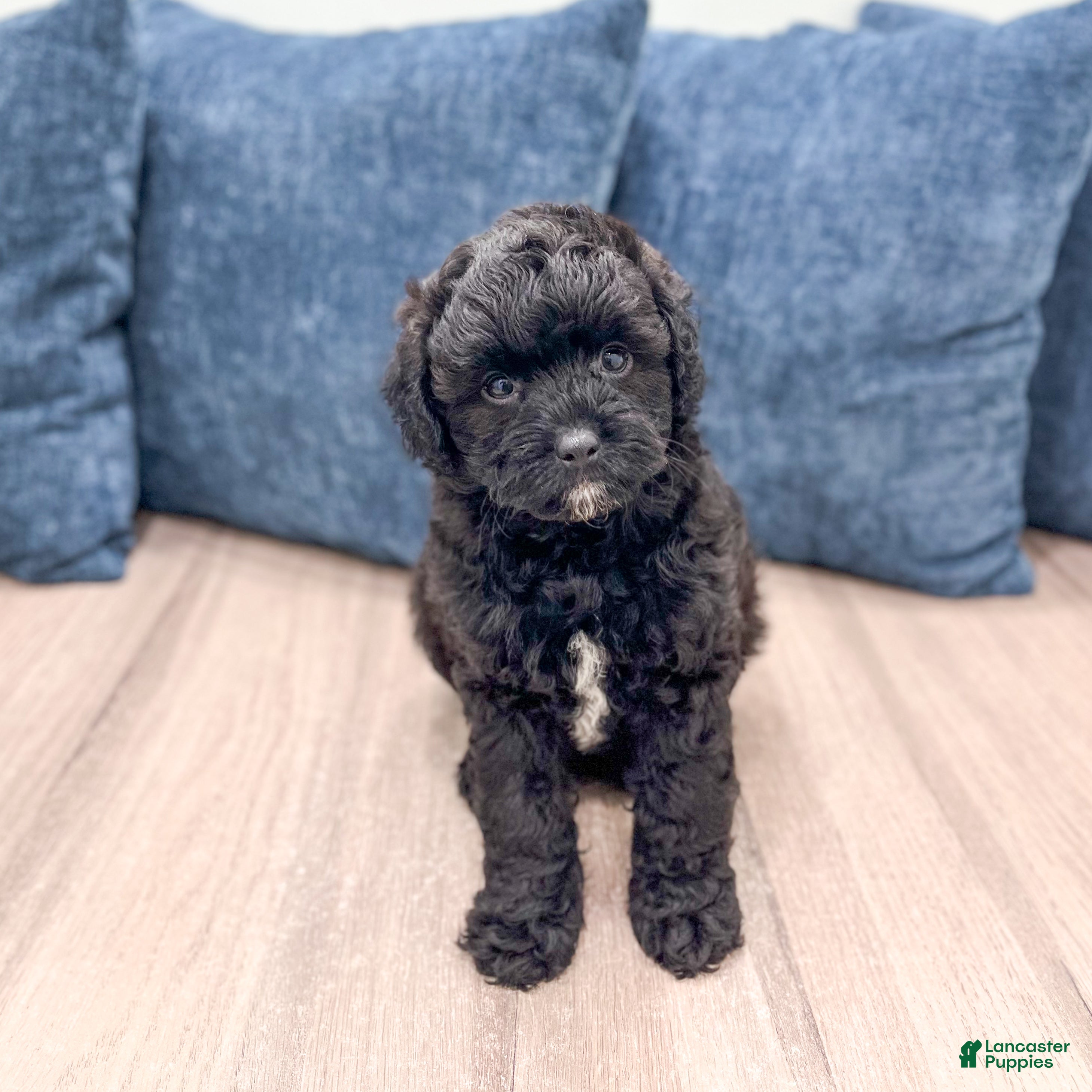 Miniature Poodle dogs Gus - Ad 1