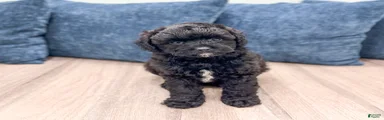 Gus
