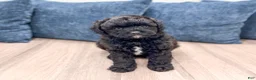 Miniature Poodle dogs for sale: Gus - Ad 1