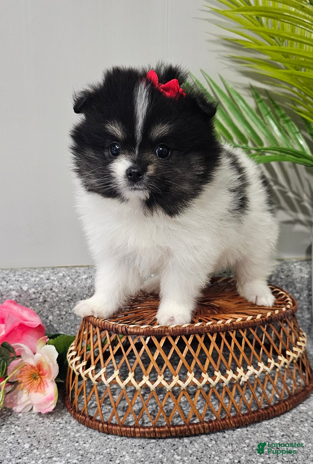 Pomeranian dogs for sale: Roxie  - Ad 7