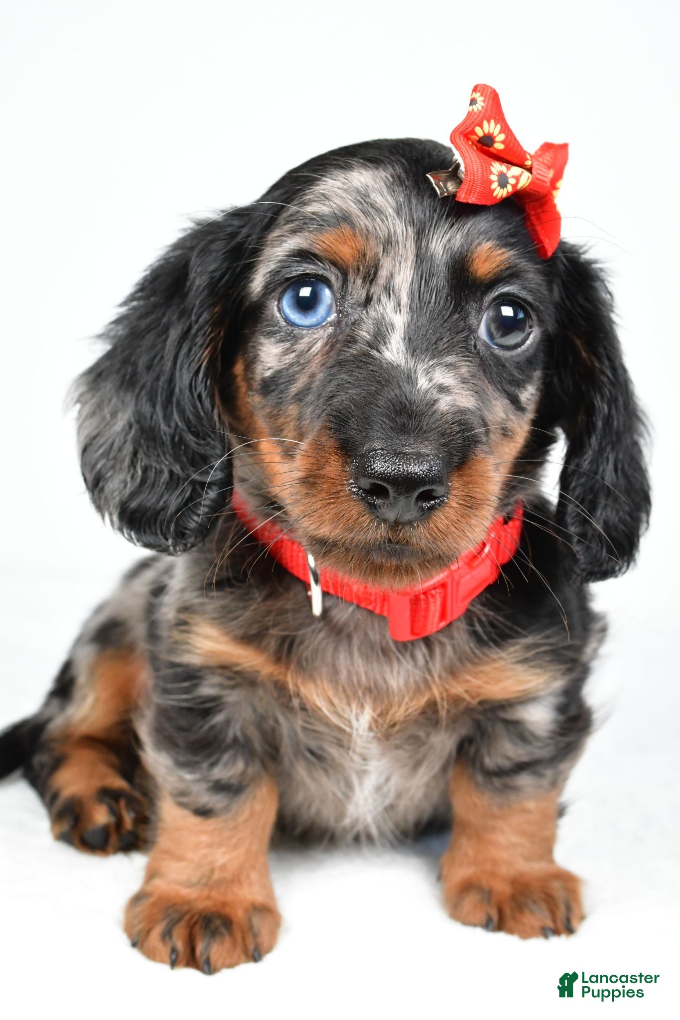 Miniature Dachshund dogs Marshall - Ad 2