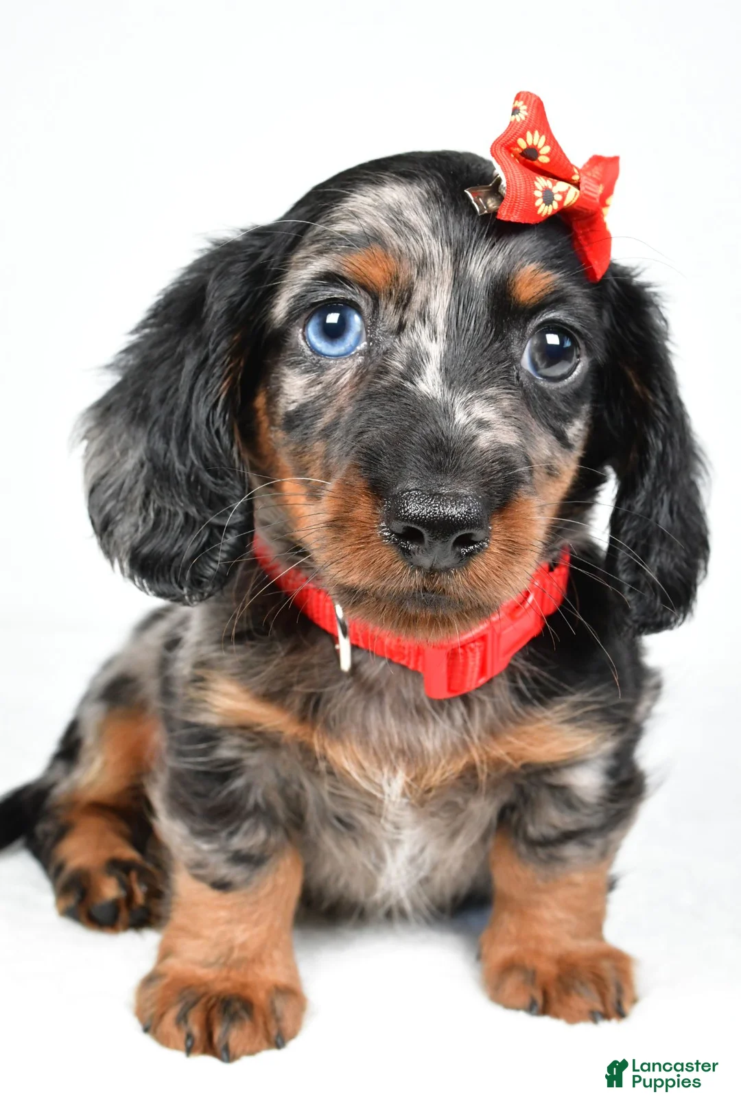 Miniature Dachshund dogs for sale: Marshall - Ad 2