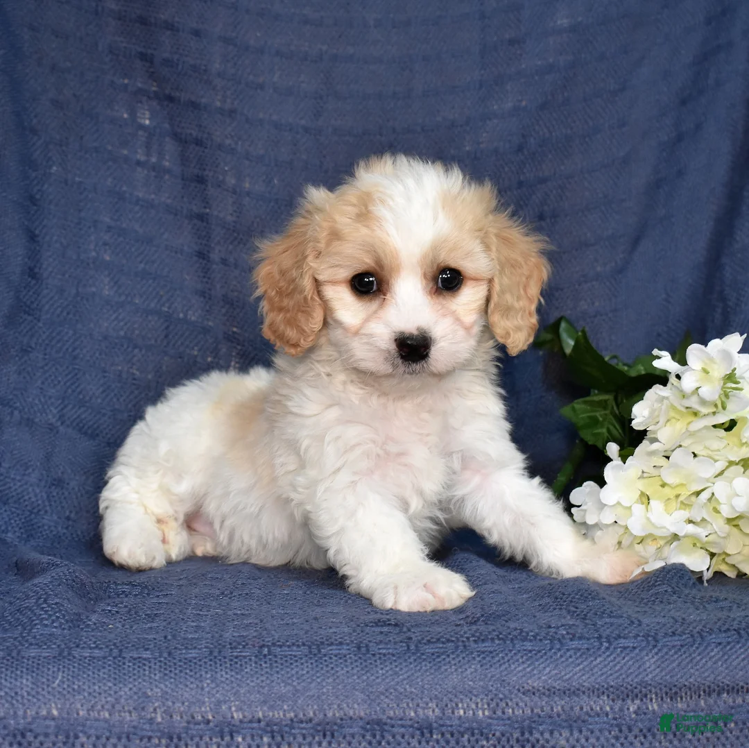 Cavachon dogs for sale: Willow  - Ad 1