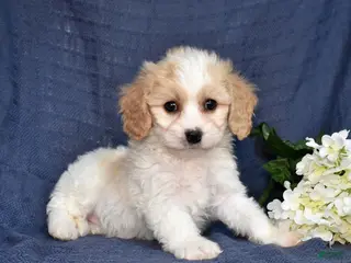 Cavachon dogs for sale: Willow - Ad 4