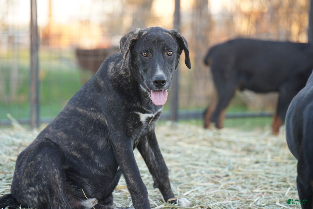 Mixed Breed dogs for sale: Bear Tiscar Farm Dog - Ad 21