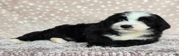 Mini Bernedoodle dogs for sale: Mini Clover - Ad 5