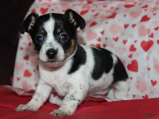 Chiweenie dogs for sale: Lola - Ad 2