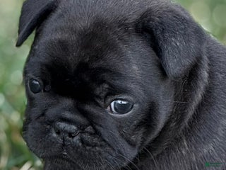 French Bulldog dogs - Ad 35