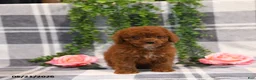 Cockapoo dogs for sale: Kaylyn - Ad 3