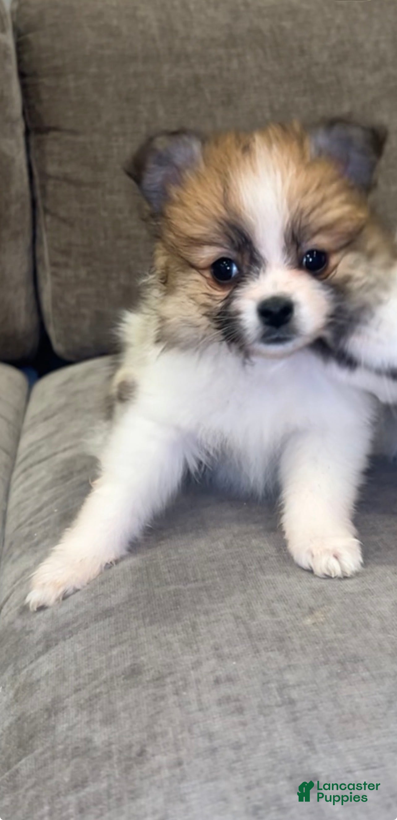 Pomeranian dogs Pomeranian Pup - Ad 1