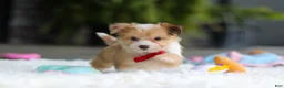 Mixed Breed dogs for sale: Milo - Ad 12