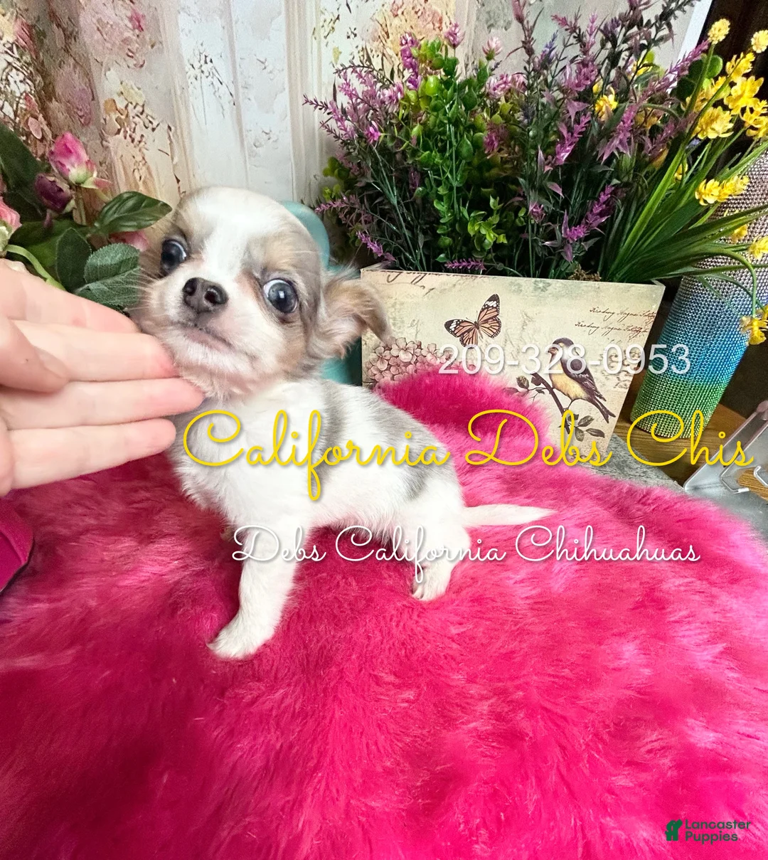 Chihuahua dogs for sale: Bluebell in California  - Ad 6