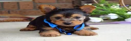 Yorkshire Terrier dogs for sale: Archie - Ad 5