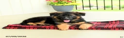 German Shepherd dogs for sale: Rosalie - Ad 4