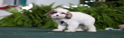 Cavapoo dogs for sale: Captain - Ad 2