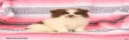 Pomeranian dogs for sale: Tinker - Ad 1
