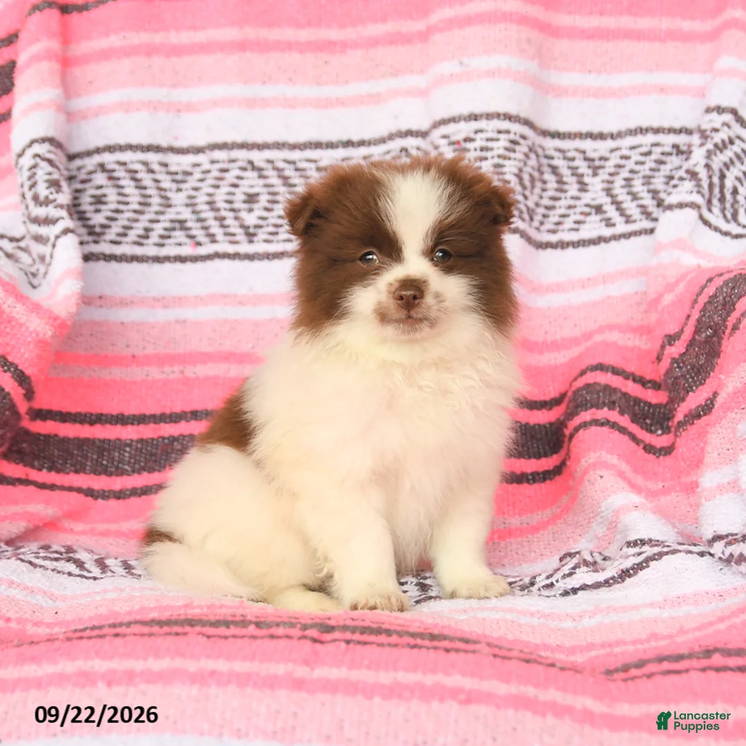 Pomeranian dogs for sale: Tinker - Ad 1