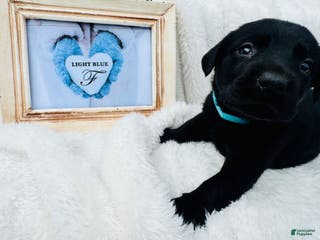 Labrador Retriever dogs Labrador Retriever Light Blue Collar - Ad 5