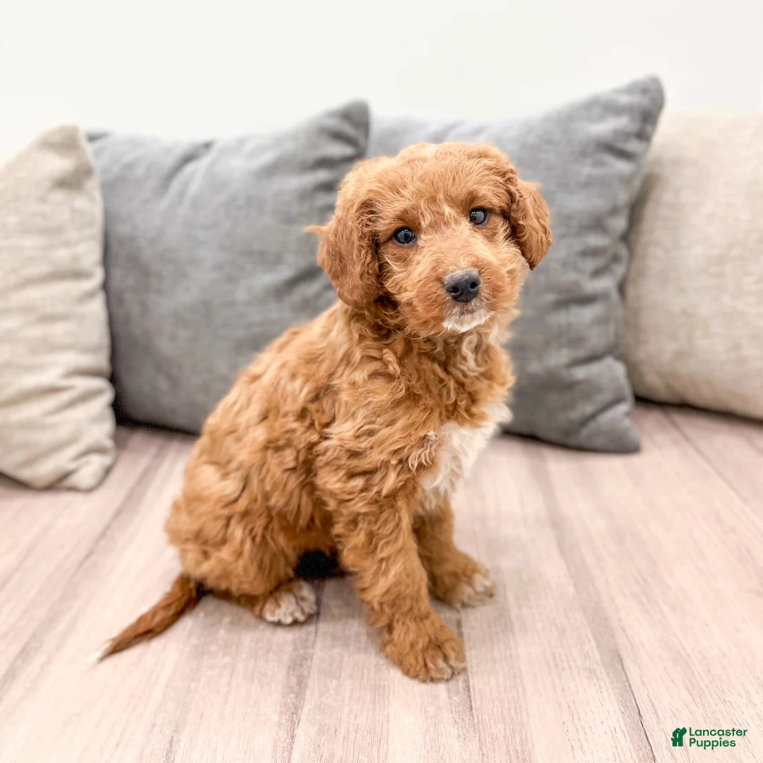 Goldendoodle dogs for sale: Ashley - Ad 1