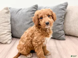 Goldendoodle dogs Ashley - Ad 12