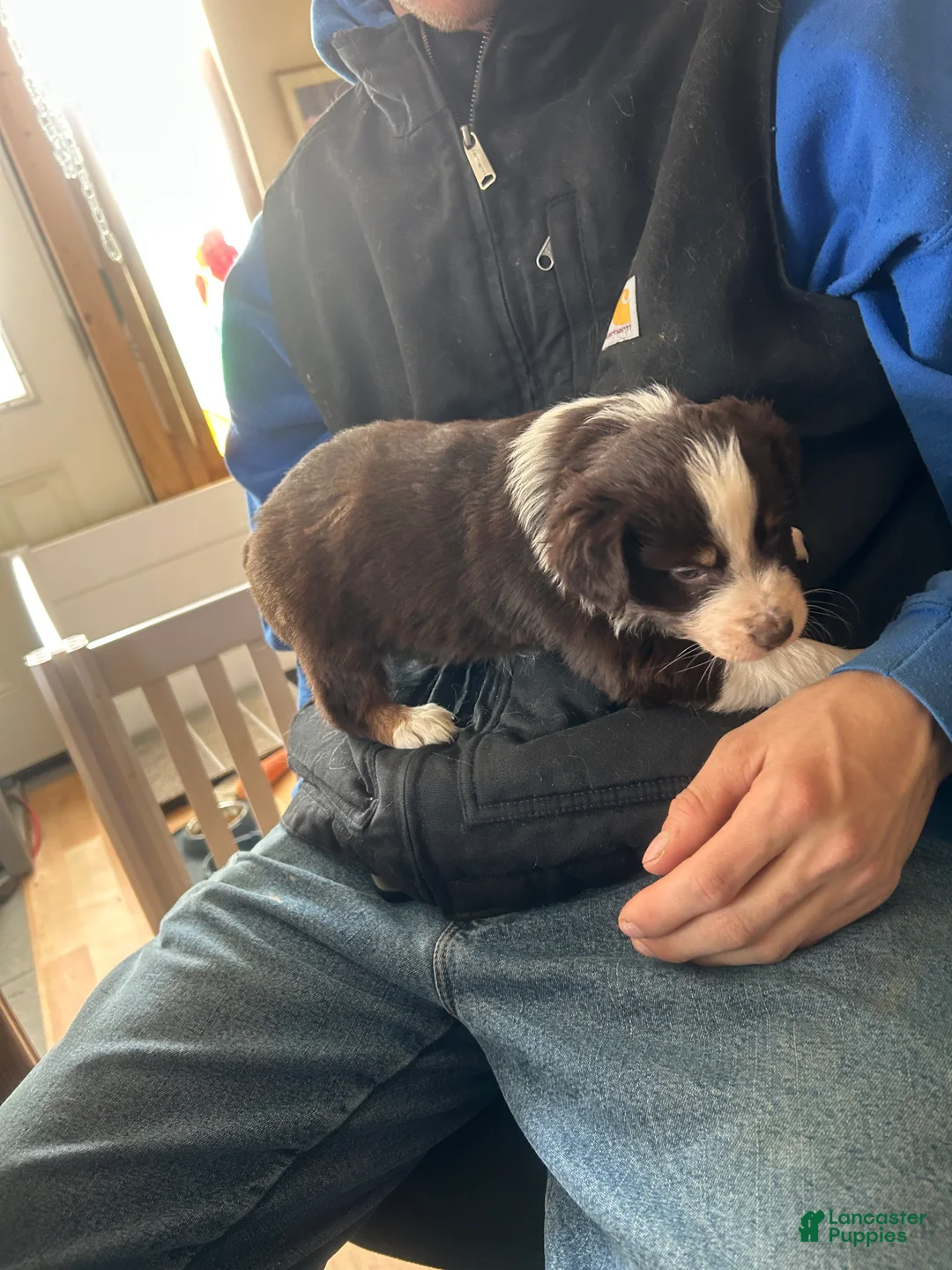 Australian Shepherd dogs for sale: Scarlet O'hara - Ad 6
