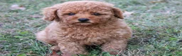 Toy Poodle dogs for sale: Caspian - Ad 7