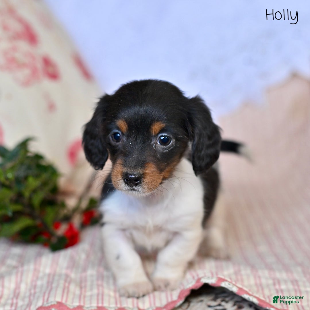 Miniature Dachshund dogs for sale: Holly - Ad 2
