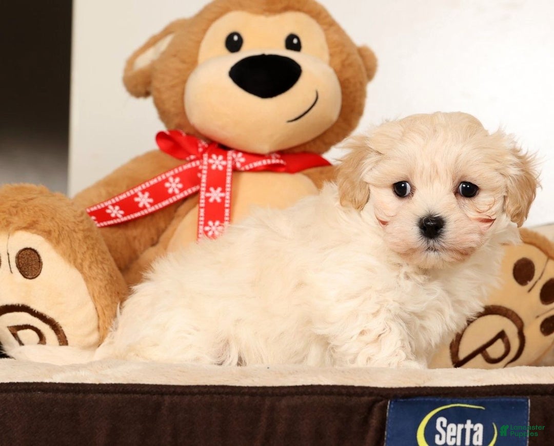 Maltipoo dogs for sale: Benny - Ad 3