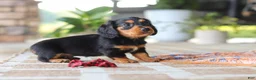 Miniature Dachshund dogs for sale: Arthur  - Ad 8