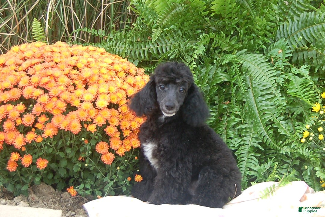 Miniature Poodle dogs for sale: Miniature Poodle Puppy 7 Andy - Ad 7