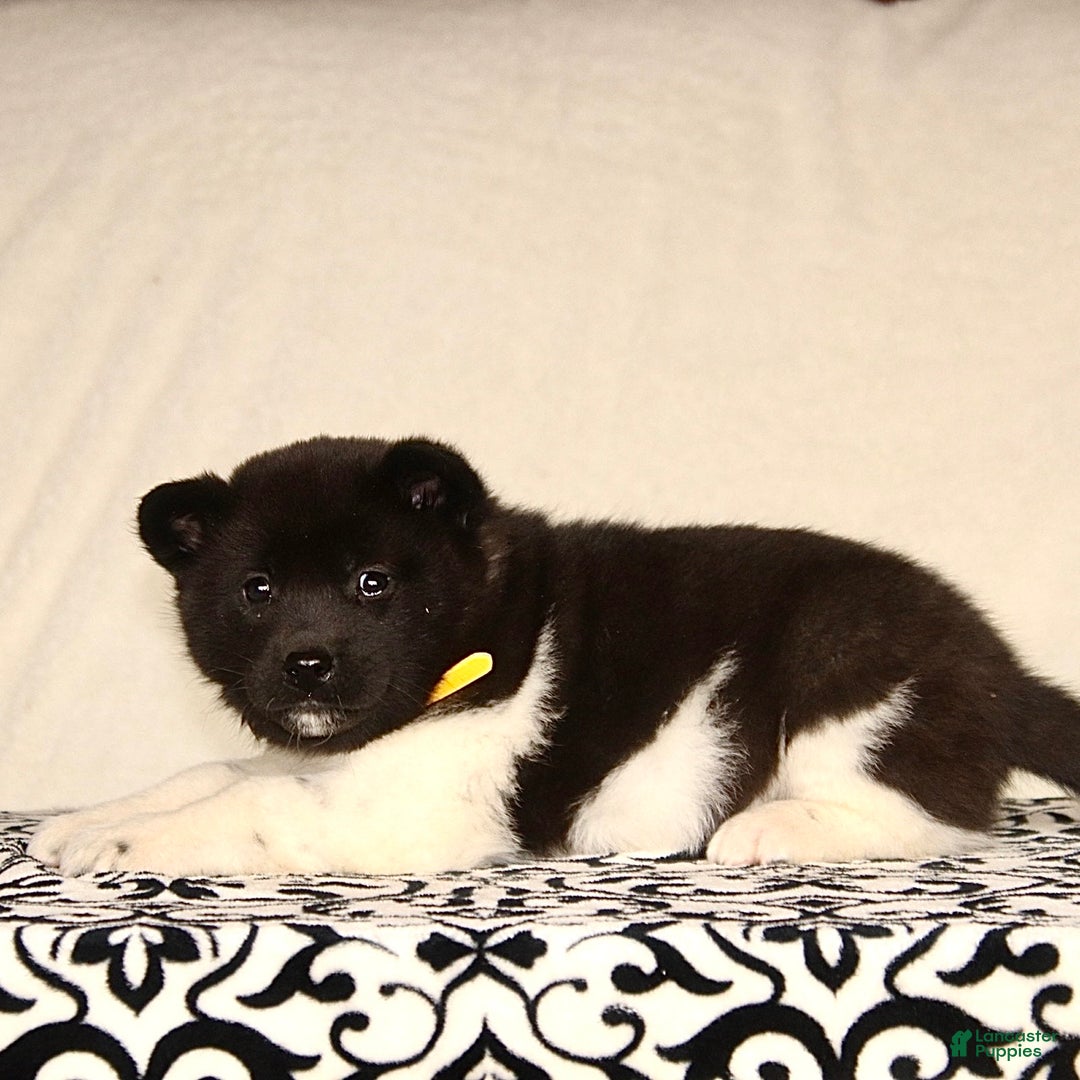 Akita dogs for sale: April - Ad 3