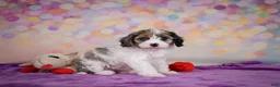 Cavapoo dogs for sale: Cavapoo 2 - Ad 3