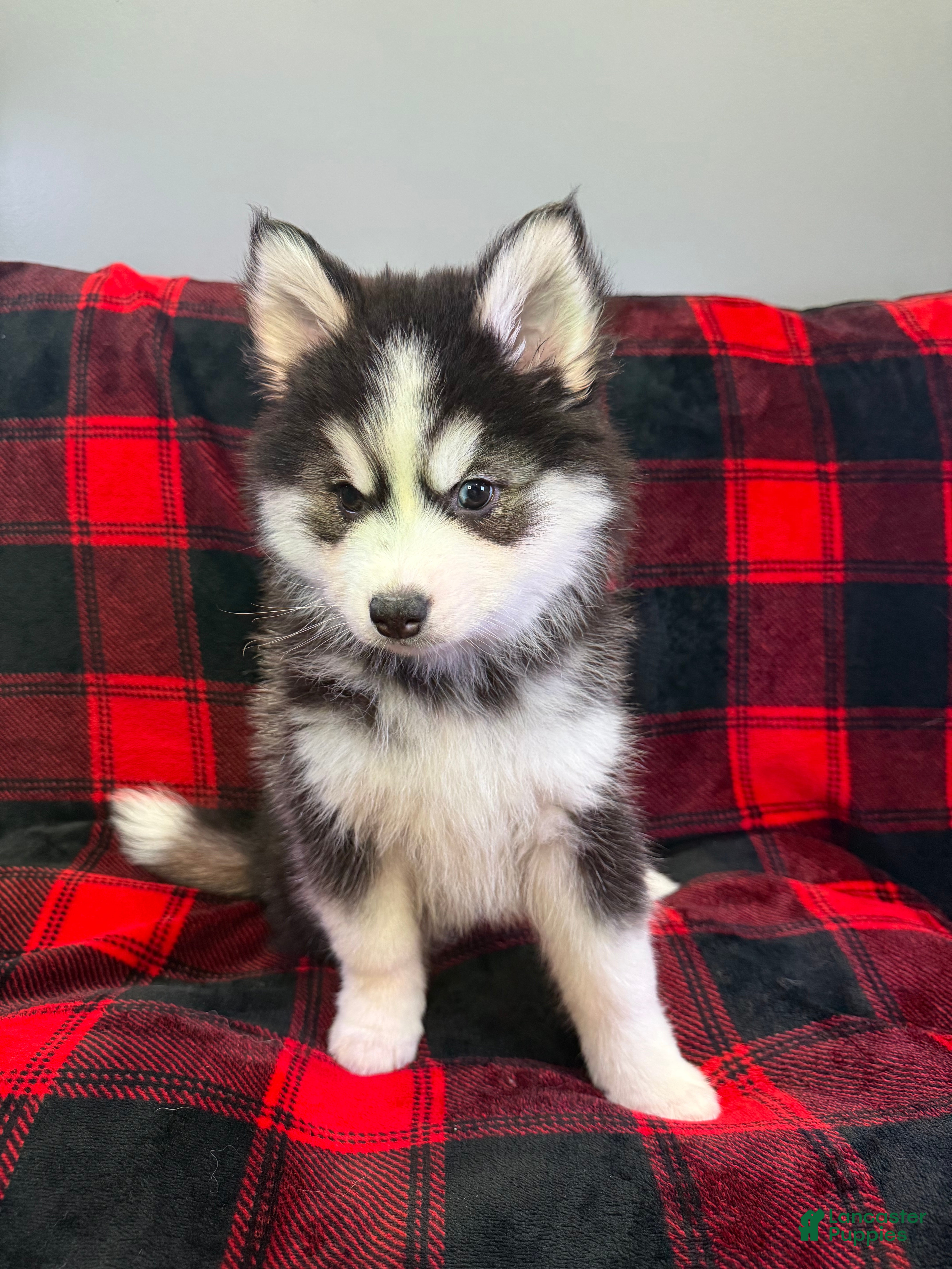 Pomsky dogs Astro - Ad 15