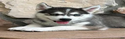Pomsky dogs for sale: Harley - Ad 3