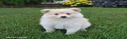 Pomsky dogs for sale: Sunny  - Ad 5