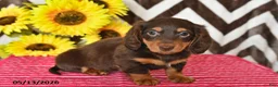 Miniature Dachshund dogs for sale: Dusty - Ad 4