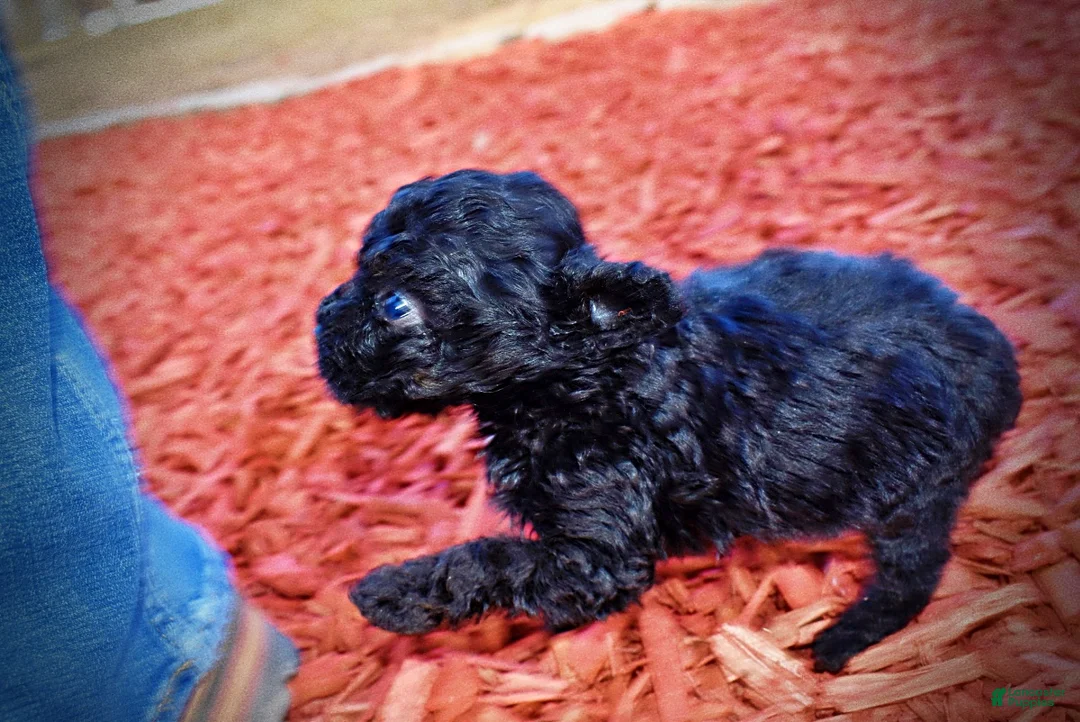 Toy Poodle dogs for sale: Kissy - Ad 15