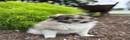 Pomeranian dogs for sale: Oakley  - Ad 3