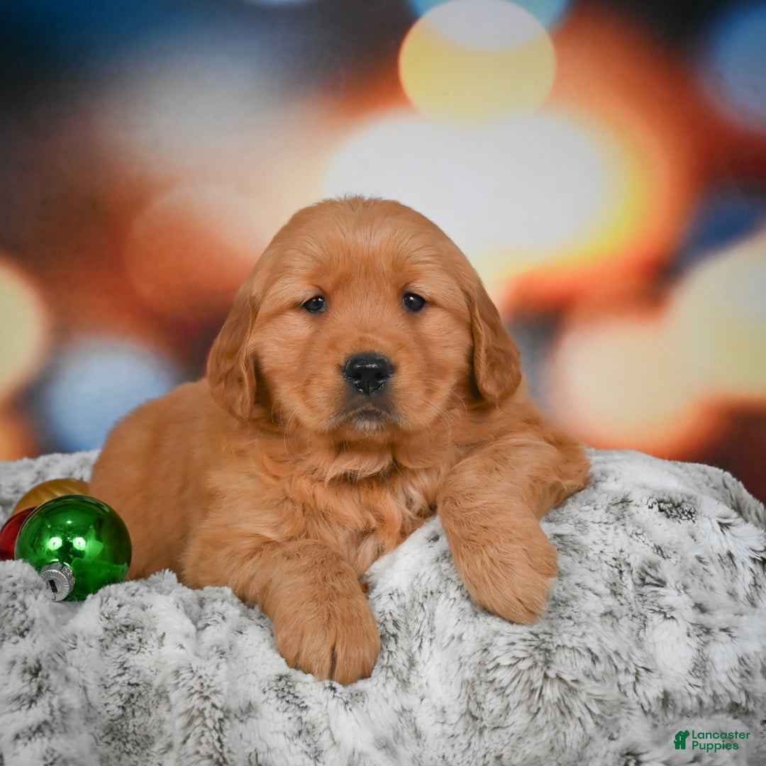 Golden Retriever dogs for sale: Bella - Ad 3